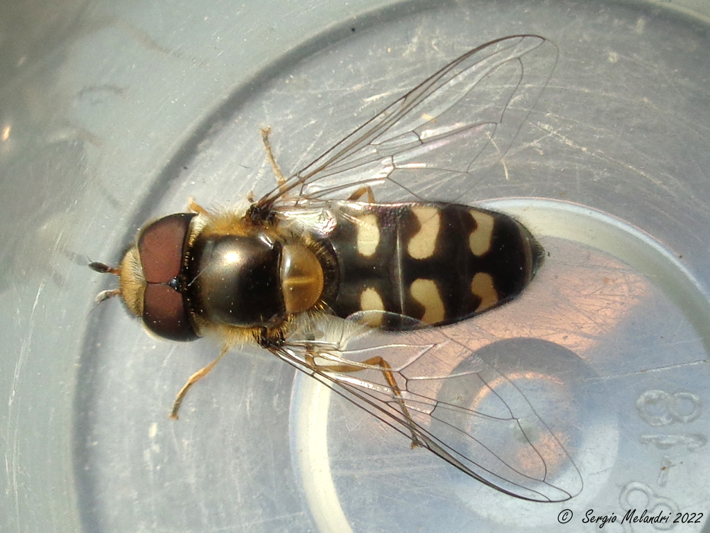 Ciclo vitale di .......Scaeva pyrastri (Syrphidae)